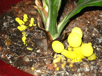 Warneckei strange yellow  fungus  