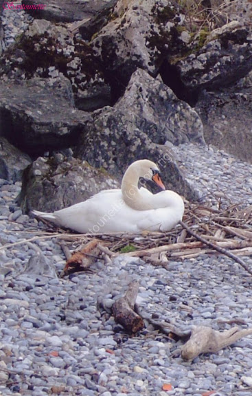 cygne null