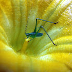 katydid and squash flower
