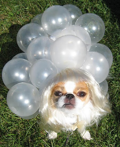 lady gaga dogs