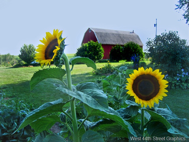 [Sunflowers barn[6].jpg]