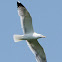 Lesser Black-backed Gull; Gaviota Sombría