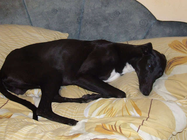 DSCF4195.JPG