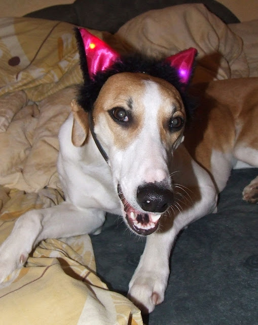 DSCF4780.JPG