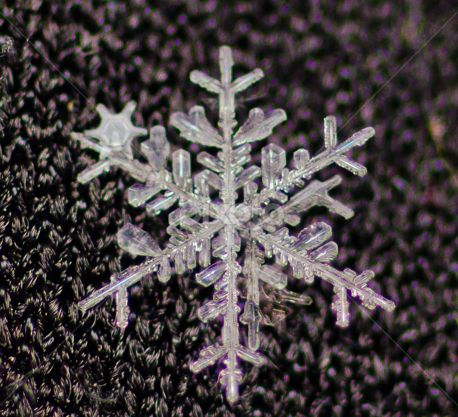 Snow Fake by Jesse Shen - Nature Up Close Other Natural Objects
