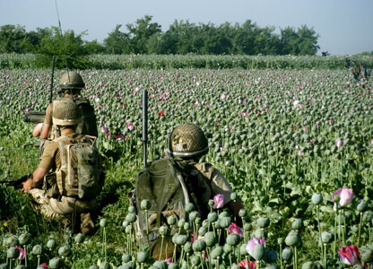 soldiers in poppy fields