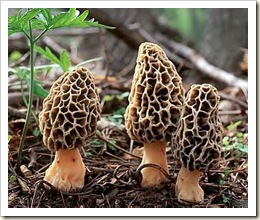 morel