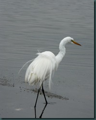 great egret ruffle
