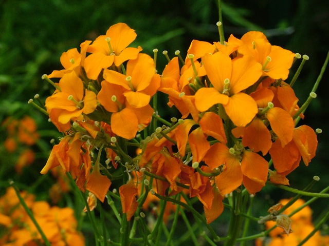 [Siberian Wallflower Cheiranthus allionii (3)[10].jpg]