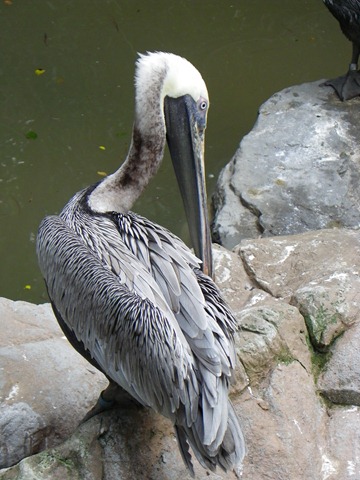 [pelican25.jpg]