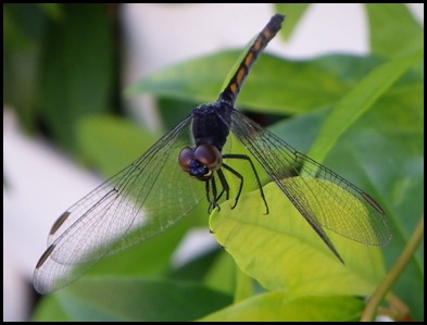 dragonfly black0710 (1)