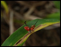 ladybug wings open