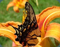 swallowtail-day lily (8)