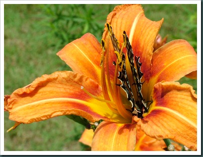 swallowtail-day lily (7)