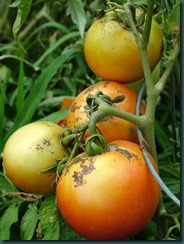 tomatoes0728 (2)