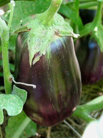 [eggplant (2)[9].jpg]