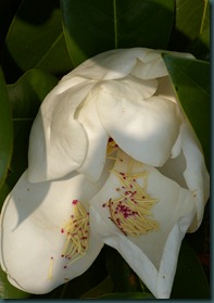 magnolia10 0607