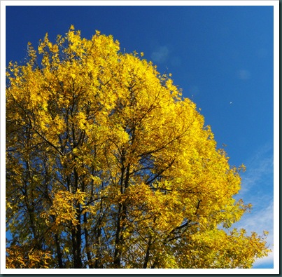 yellow leaves (7)