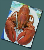 lobster cooked (2)