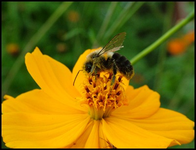 bee with pollen