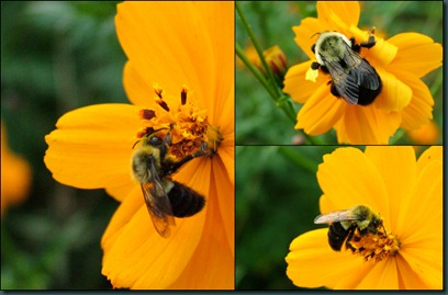 bees-coreopsis collage
