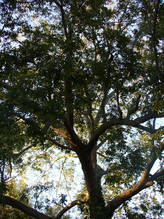 [pecan tree (1)[9].jpg]