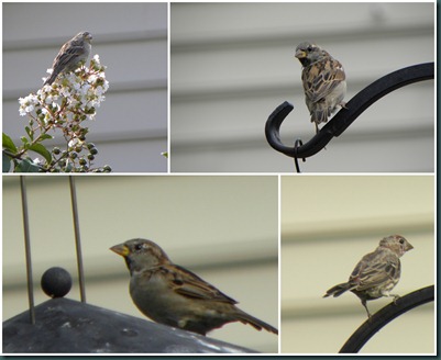 birds on feeder collage