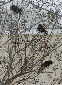 blackbirds in tree1210 (1)