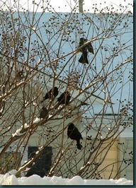 starlings treed1210 (2)