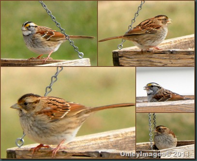 sparrow collage1