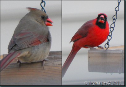 cardinals collage 022011
