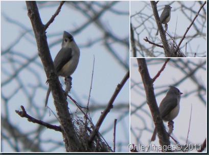 tufted titmouse collage1
