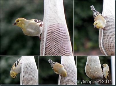 goldfinch collage1