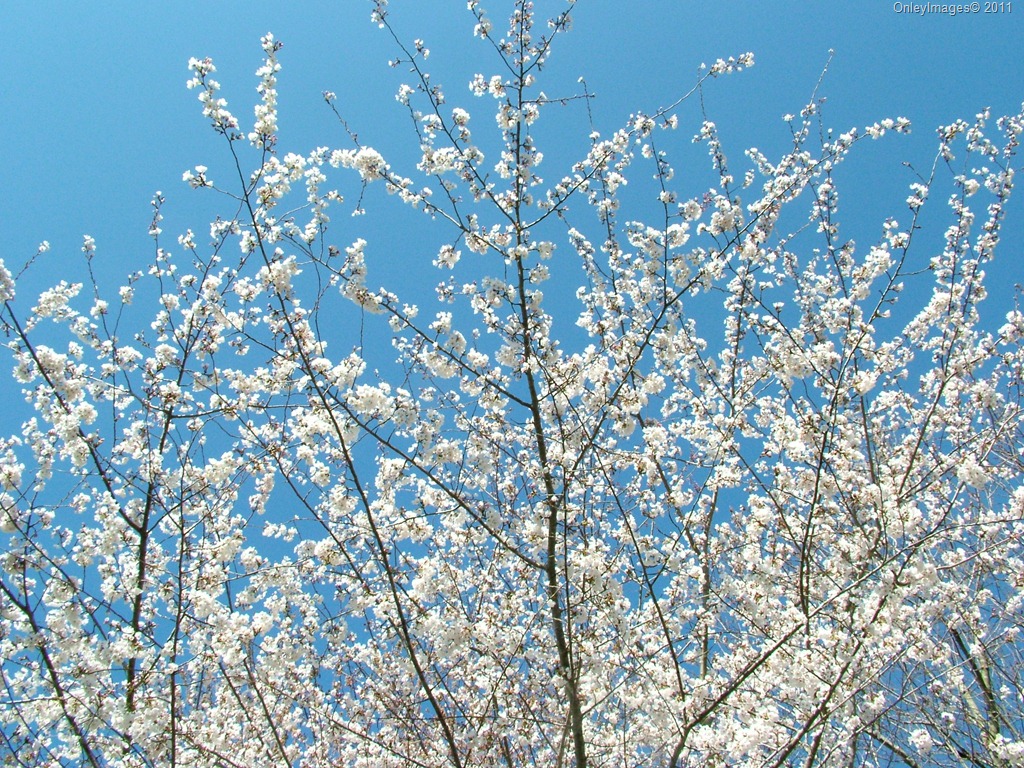 [cherry blossom time0327 (9)[11].jpg]