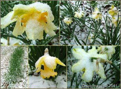 daffodil snow collage0327