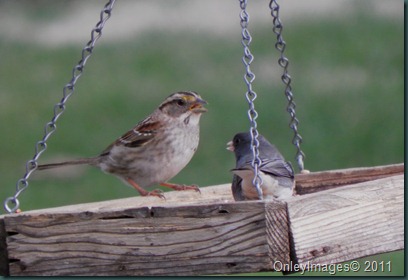 sparrow-junco 031511
