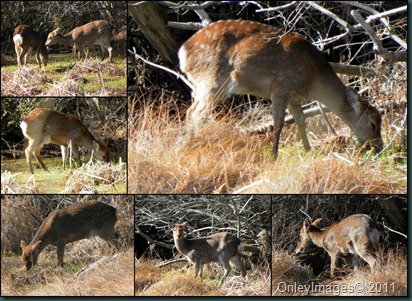 deer collage1 031911