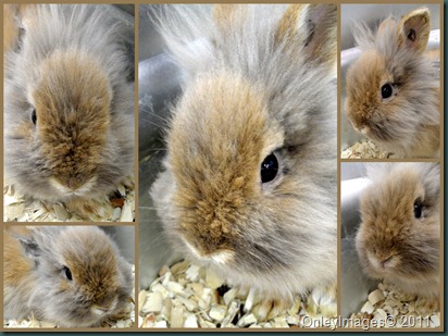 bunny collage0403