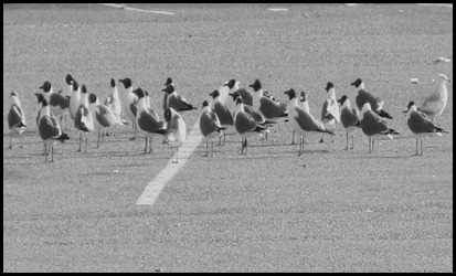 gull lineup (1)