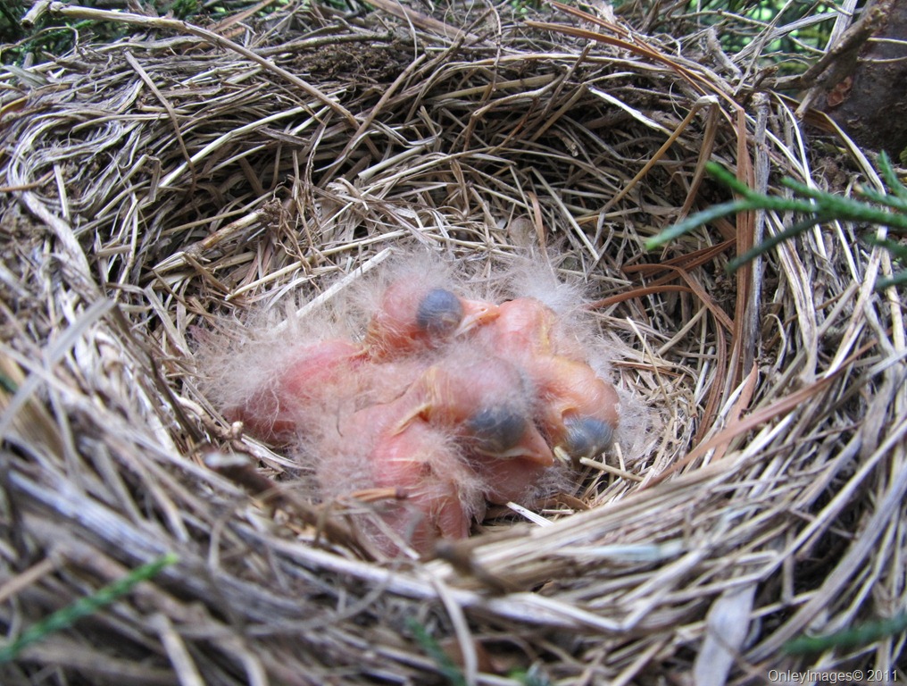 [robin nest 0513 (2)[10].jpg]