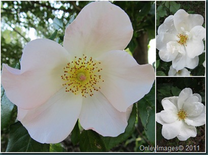 white rose collage
