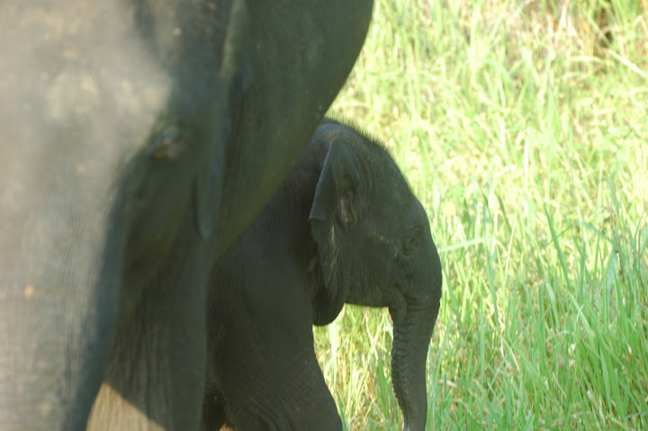DSC_0173.JPG