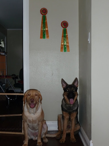 Toyota Albany Ny >> Dogs! How many do you have? - Toyota FJ Cruiser Forum Toyota Albany Ny >> Dogs! How many do you have? - Toyota FJ Cruiser Forum