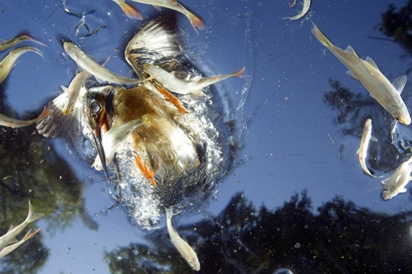Best Photos From World Press Photo Contest 2009_23