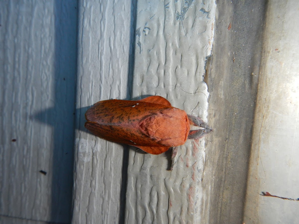 Orange Striped Oak Moth