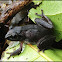 Bush frog