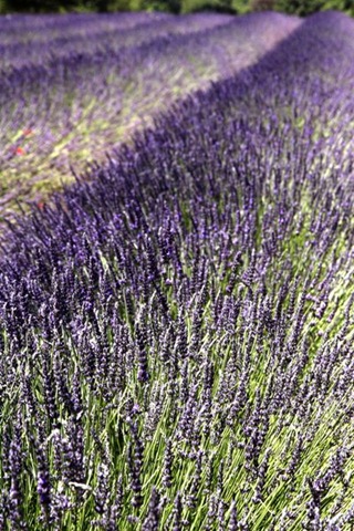 [lavender fields[4].jpg]