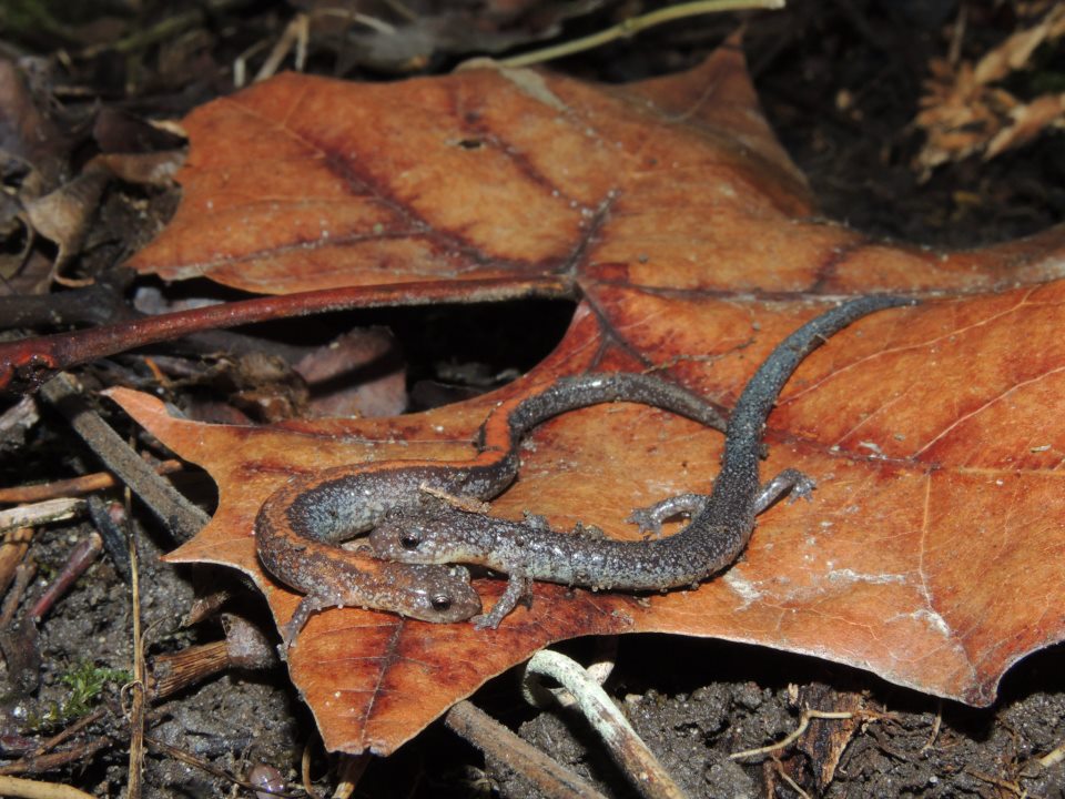 Eastern Red Back Salamander