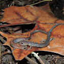 Eastern Red Back Salamander