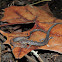 Eastern Red Back Salamander